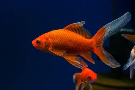 Comet Goldfish .